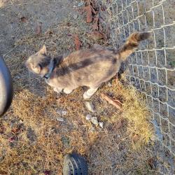 Found/Stray Female Cat last seen Between Randall and Hawthorne ave., Fontana, CA 92335