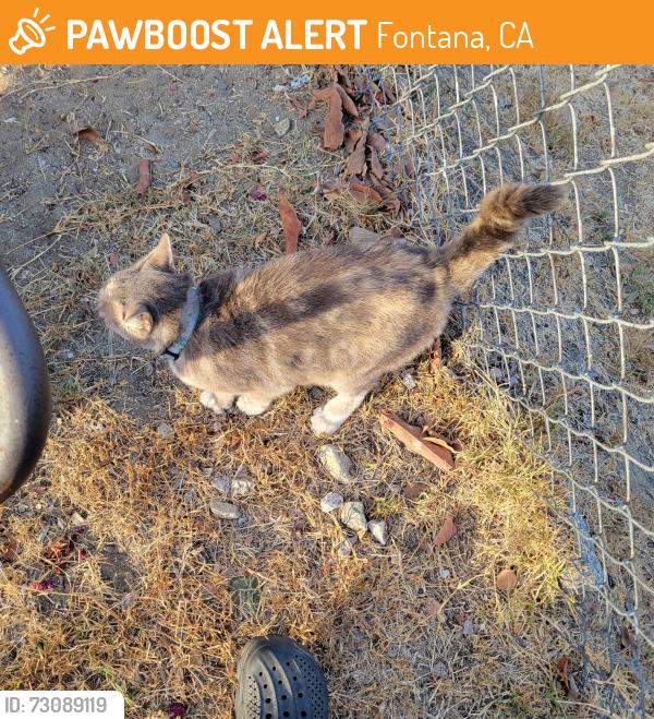 Found/Stray Female Cat last seen Between Randall and Hawthorne ave., Fontana, CA 92335