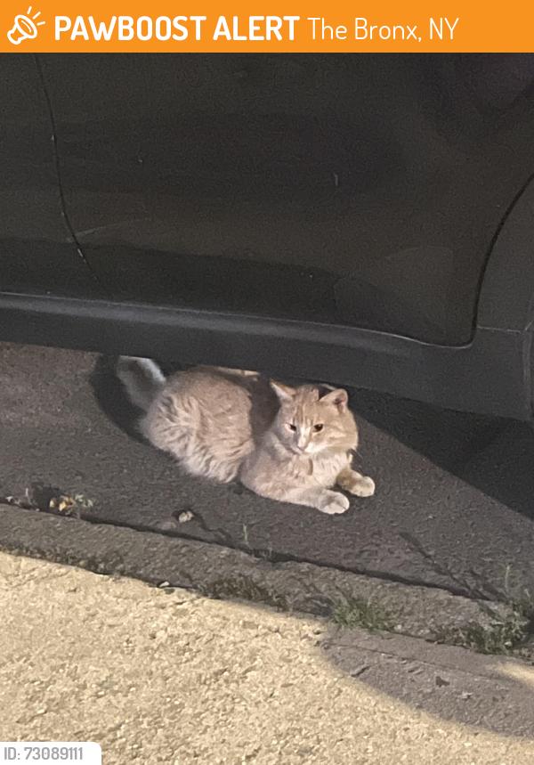 Found/Stray Unknown Cat last seen Near Edward L grant highway, The Bronx, NY 10452