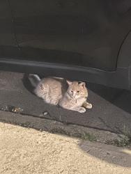 Found/Stray Unknown Cat last seen Near Edward L grant highway, The Bronx, NY 10452