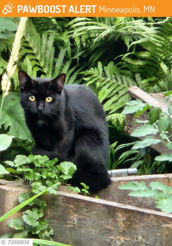 Found/Stray Unknown Cat last seen Near Portland ave, Minneapolis, MN 55407
