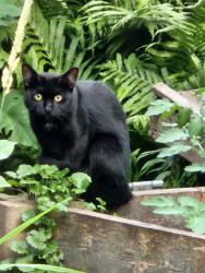 Found/Stray Unknown Cat last seen Near Portland ave, Minneapolis, MN 55407