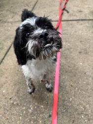Reunited Male Dog last seen Near Main St #2, Evanston, IL 60202, USA, Evanston, IL 60202