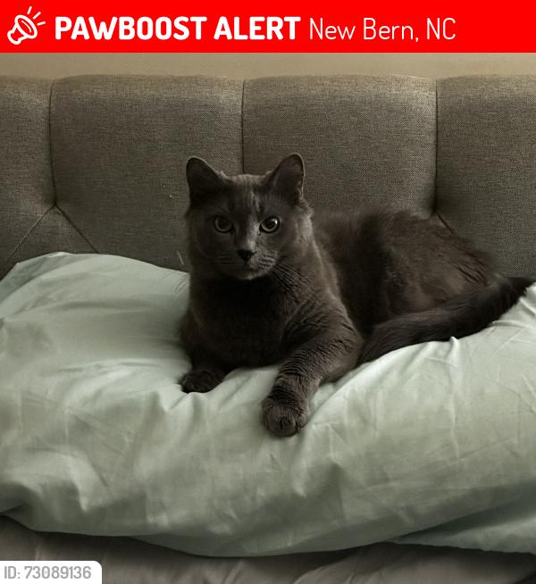 Lost Female Cat last seen Neuse Blvd Behind Speedway, New Bern, NC 28560