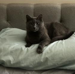 Lost Female Cat last seen Neuse Blvd Behind Speedway, New Bern, NC 28560