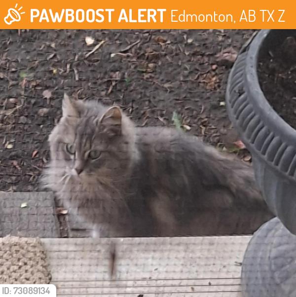 Found/Stray Unknown Cat last seen Near Street & 145 Avenue, Edmonton, AB T5X 1Z5