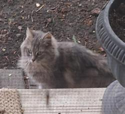 Found/Stray Unknown Cat last seen Near Street & 145 Avenue, Edmonton, AB T5X 1Z5