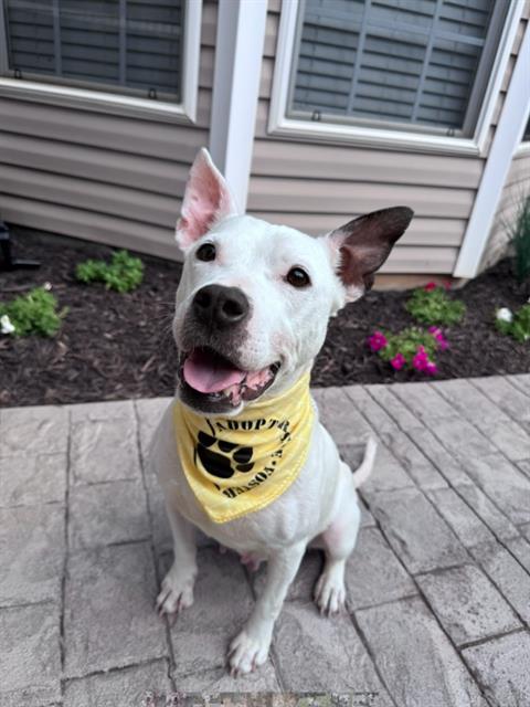 Shelter Stray Female Dog last seen CHARLOTTE, 8315 Byrum Dr, Charlotte, NC 28217, USA