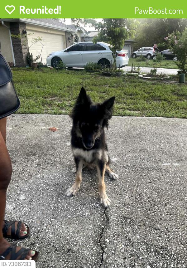 Reunited Male Dog last seen Bellamy CT, Orlando, FL 32817