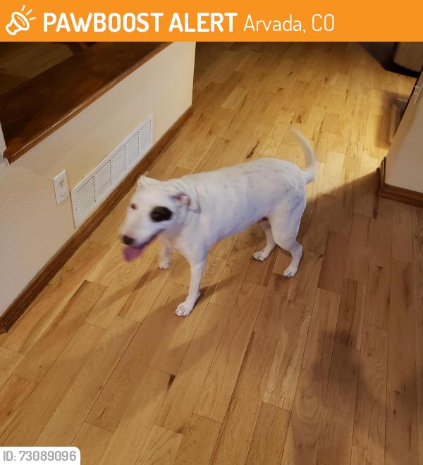 Found/Stray Female Dog last seen 62d and McIntyre, Arvada, CO 80005