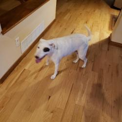 Found/Stray Female Dog last seen 62d and McIntyre, Arvada, CO 80005