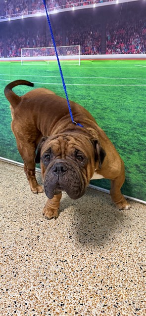 Shelter Stray Male Dog last seen Near BLOCK JAMAICA DR, 3599 NW 79th Ave, Doral, FL 33122, USA