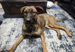 Shelter Stray Male Dog last seen TIMBER BARK, 4710 TX-151, San Antonio, TX 78227, USA