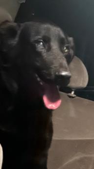 Shelter Stray Male Dog last seen , 4710 TX-151, San Antonio, TX 78227, USA