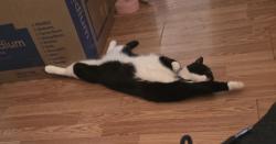 Lost Female Cat last seen Lynn Ave near Reid Ross athletic fields, Fayetteville, NC 28301