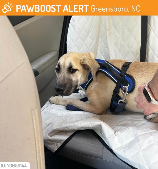 Found/Stray Unknown Dog last seen Forest Valley Park, Greensboro, NC 27410
