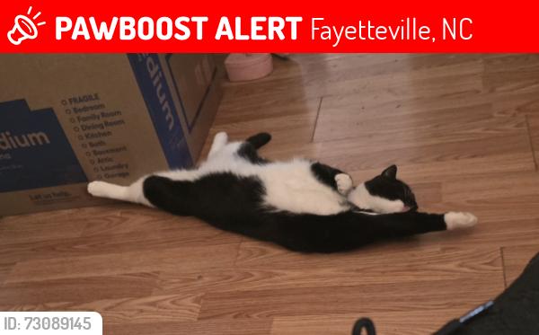 Lost Female Cat last seen Lynn Ave near Reid Ross athletic fields, Fayetteville, NC 28301