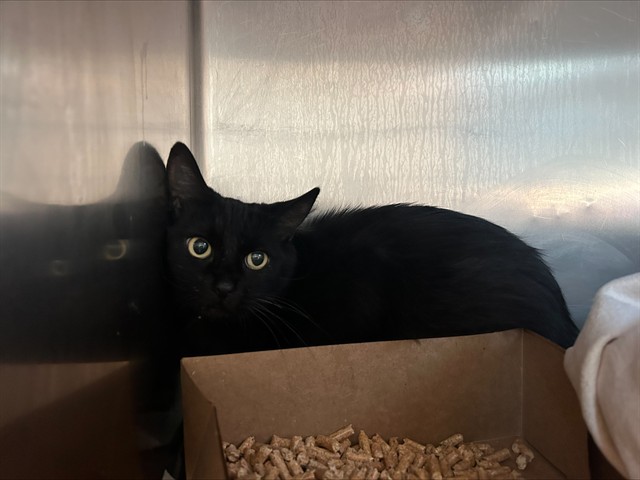 Shelter Stray Female Cat last seen EDISON AVE/LERWICK RD, 95821, 3839 Bradshaw Rd, Sacramento, CA 95827, USA