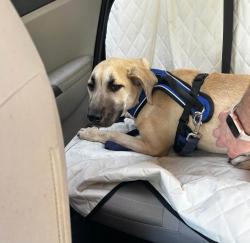 Found/Stray Unknown Dog last seen Forest Valley Park, Greensboro, NC 27410