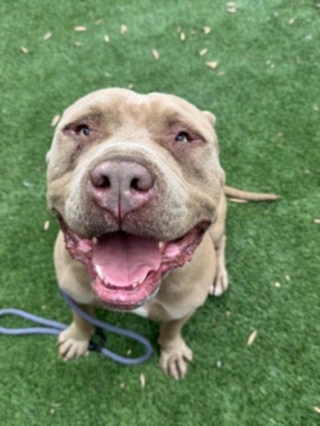 Shelter Stray Male Dog last seen , 1850 W 60th St, Los Angeles, CA 90047, USA