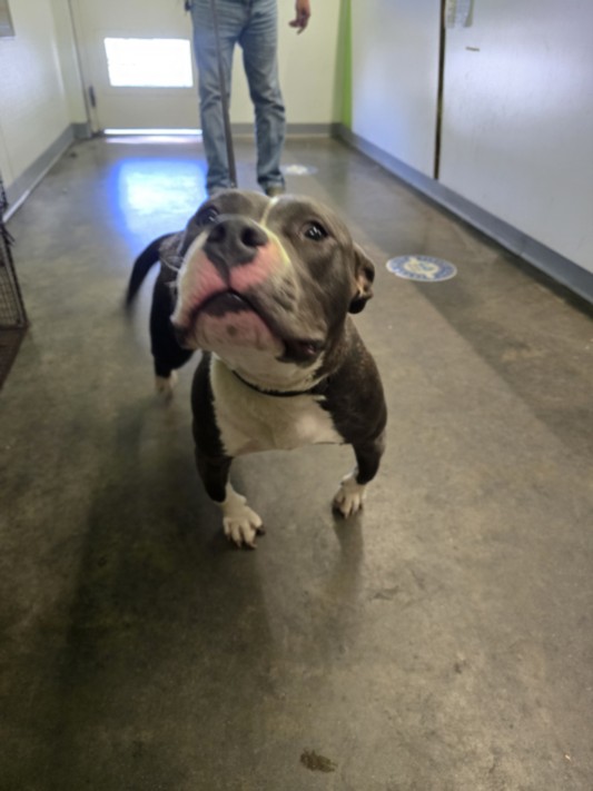 Shelter Stray Female Dog last seen , 1850 W 60th St, Los Angeles, CA 90047, USA