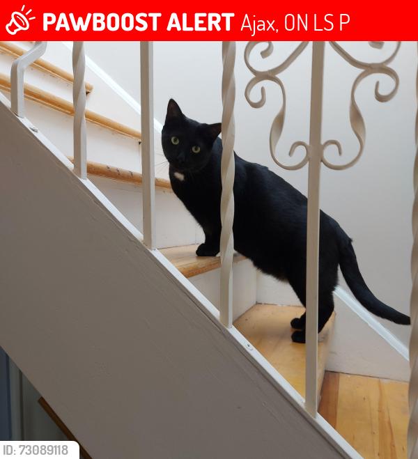 Lost Male Cat last seen Perry St. and  Admiral Rd (Harwood & Burcher), Ajax, ON L1S 2P2