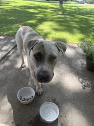 Found/Stray Male Dog last seen Spring Creek Park, Tomball, Tomball, TX 77377