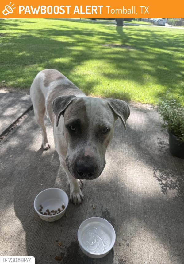 Found/Stray Male Dog last seen Spring Creek Park, Tomball, Tomball, TX 77377
