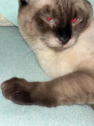 Lost Male Cat last seen Amaya Dr, La Mesa, CA 91942