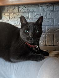Reunited Male Cat last seen Upper Paradise and Stonechurch , Hamilton, ON L9B 2N5