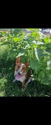 Lost Male Dog last seen Near S Fm 51, Decatur, TX 76234