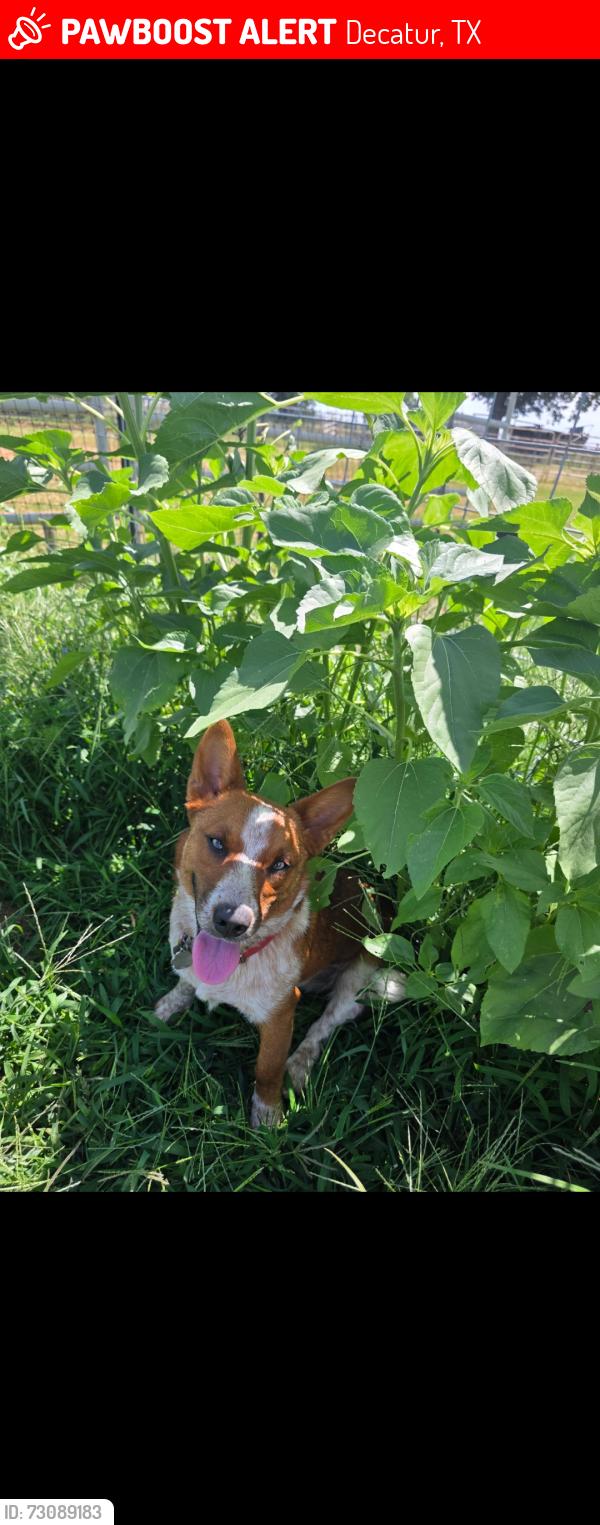 Lost Male Dog last seen Near S Fm 51, Decatur, TX 76234