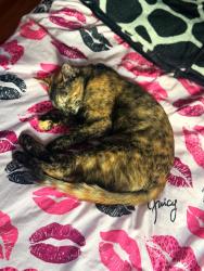 Lost Female Cat last seen Market st , Morristown, NJ 07960