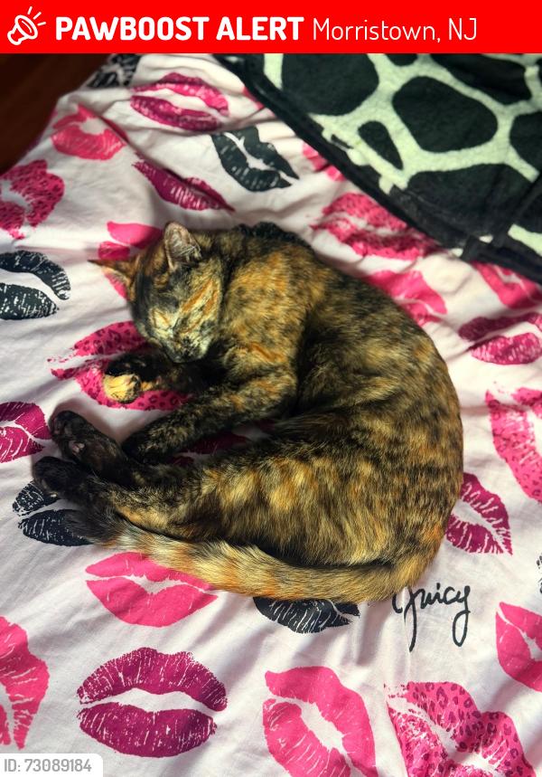 Lost Female Cat last seen Market st , Morristown, NJ 07960