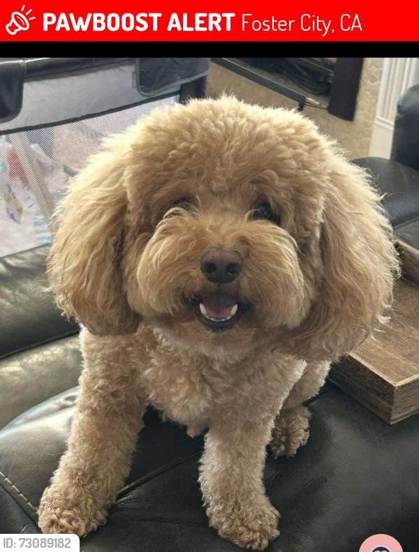 Lost Male Dog last seen Farragut park, Foster City, CA 94404