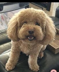 Lost Male Dog last seen Farragut park, Foster City, CA 94404