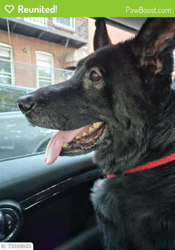 Reunited Female Dog last seen Broad and East Passyunk , Philadelphia, PA 19145