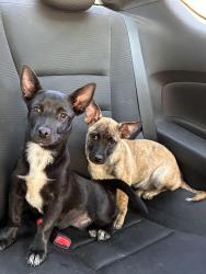 Found/Stray Female Dog last seen High Woods Trail, Fort Worth, TX 76112