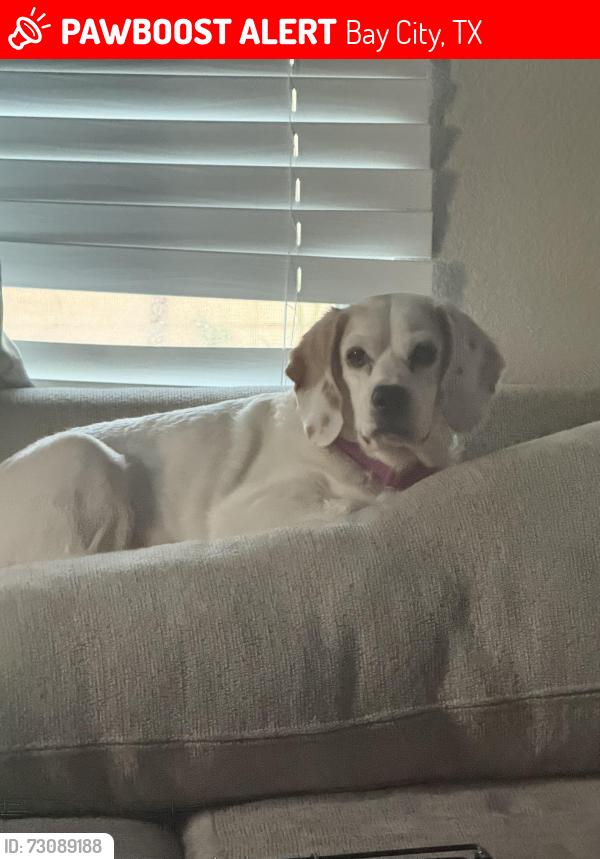 Lost Female Dog last seen Near 1st bay city Tx, Bay City, TX 77414