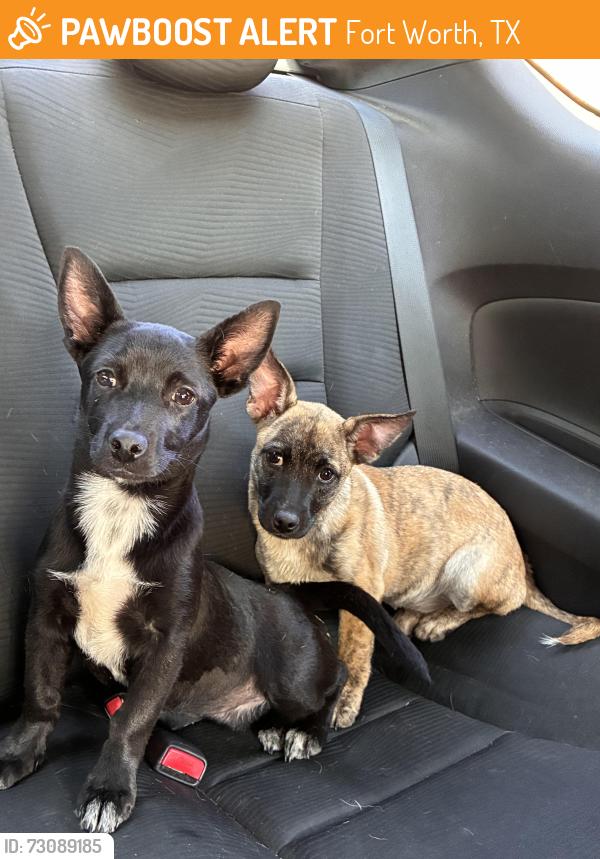 Found/Stray Female Dog last seen High Woods Trail, Fort Worth, TX 76112