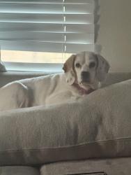 Lost Female Dog last seen Near 1st bay city Tx, Bay City, TX 77414