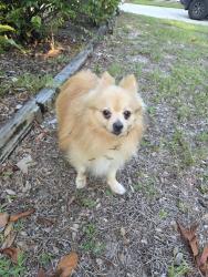 Reunited Male Dog last seen Lake Lillian, Belleview, FL, Belleview, FL 34420