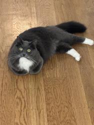 Lost Female Cat last seen Stewart, Walnut Creek, CA 94596
