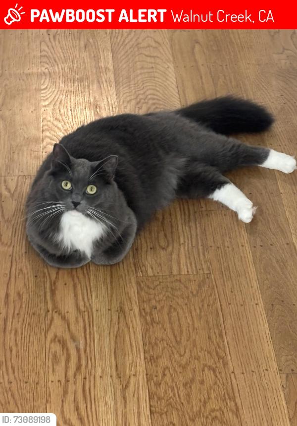 Lost Female Cat last seen Stewart, Walnut Creek, CA 94596