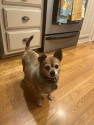 Lost Male Dog last seen Main st, Lytle, TX 78052