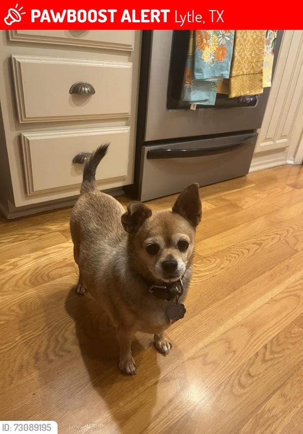 Lost Male Dog last seen Main st, Lytle, TX 78052