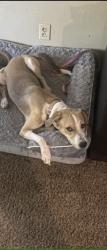 Lost Female Dog last seen Near block of Roanoke st, Fort Worth, TX 76116