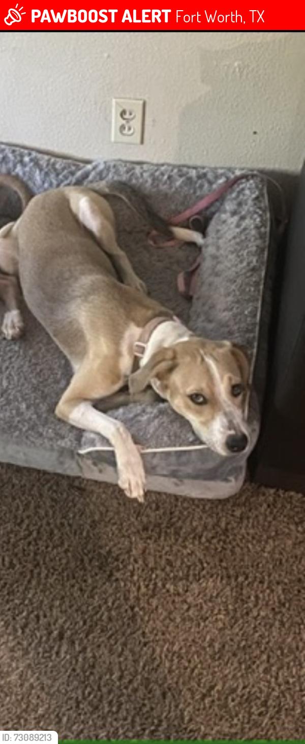 Lost Female Dog last seen Near block of Roanoke st, Fort Worth, TX 76116