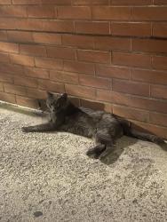 Found/Stray Unknown Cat last seen 170, Highbridge, Edward L grant highway, Bronx, 10452, Plimpton, Ogden, The Bronx, NY 10452