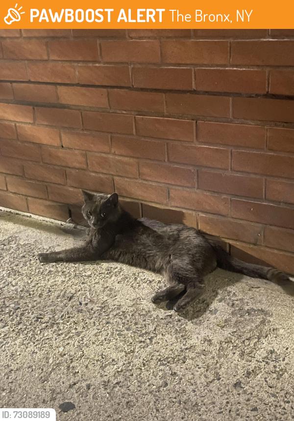 Found/Stray Unknown Cat last seen 170, Highbridge, Edward L grant highway, Bronx, 10452, Plimpton, Ogden, The Bronx, NY 10452